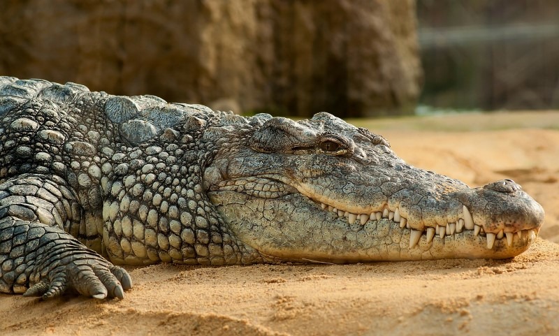 Krokodillen gevaarlijke dieren