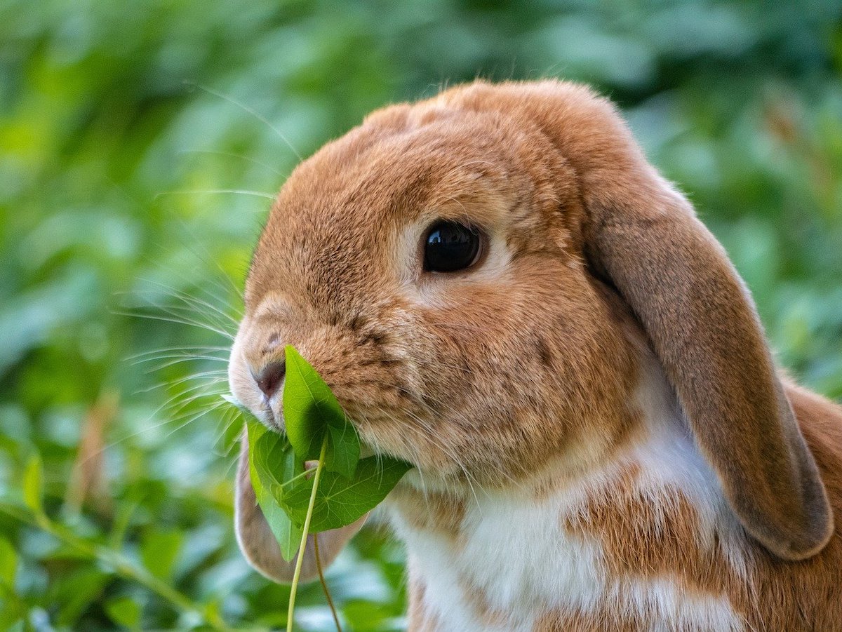 Top 10 Leukste Huisdieren In Nederland De Beste 10 